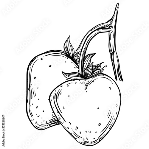 Strawberry Hand drawn outline with transparent background. Vector