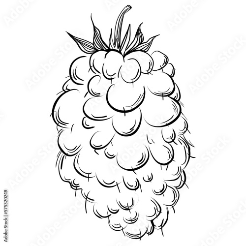 Strawberry Hand drawn outline with transparent background. Vector