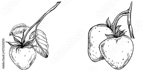 Strawberry Hand drawn outline with transparent background. Vector