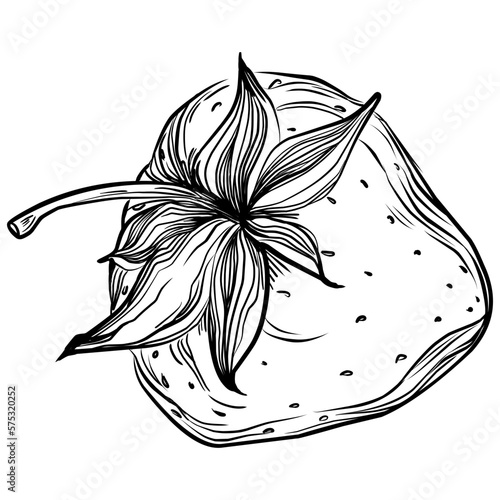 Strawberry Hand drawn outline with transparent background. Vector