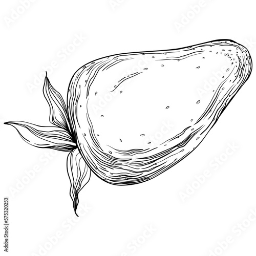 Strawberry Hand drawn outline with transparent background. Vector