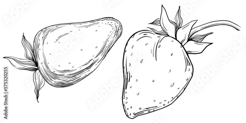 Strawberry Hand drawn outline with transparent background. Vector