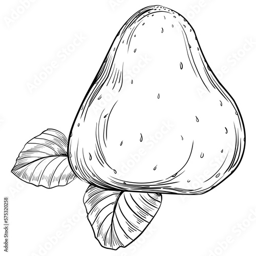 Strawberry Hand drawn outline with transparent background. Vector