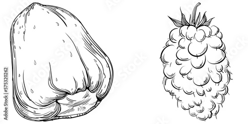 Strawberry Hand drawn outline with transparent background. Vector
