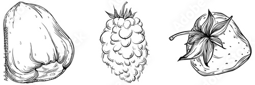 Strawberry Hand drawn outline with transparent background. Vector
