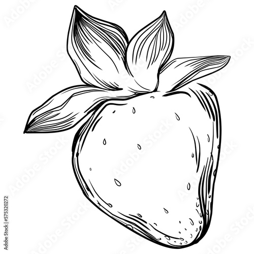 Strawberry Hand drawn outline with transparent background. Vector