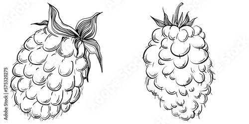 Strawberry Hand drawn outline with transparent background. Vector