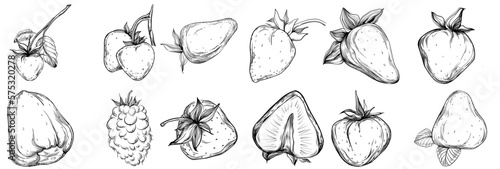Strawberry Hand drawn outline with transparent background. Vector