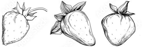Strawberry Hand drawn outline with transparent background. Vector