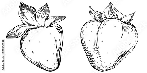 Strawberry Hand drawn outline with transparent background. Vector