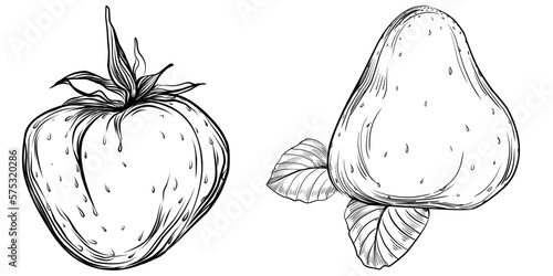 Strawberry Hand drawn outline with transparent background. Vector