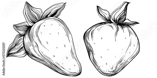 Strawberry Hand drawn outline with transparent background. Vector