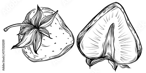 Strawberry Hand drawn outline with transparent background. Vector