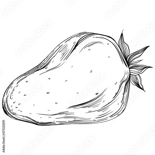 Strawberry Hand drawn outline with transparent background. Vector