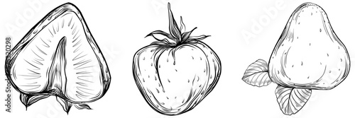 Strawberry Hand drawn outline with transparent background. Vector