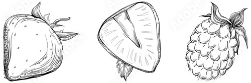 Strawberry Hand drawn outline with transparent background. Vector