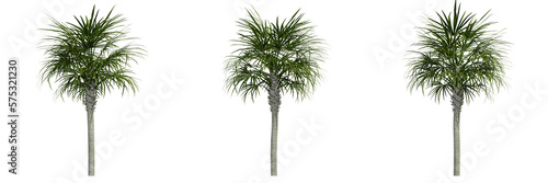 palm tree isolated on white  photoreal render