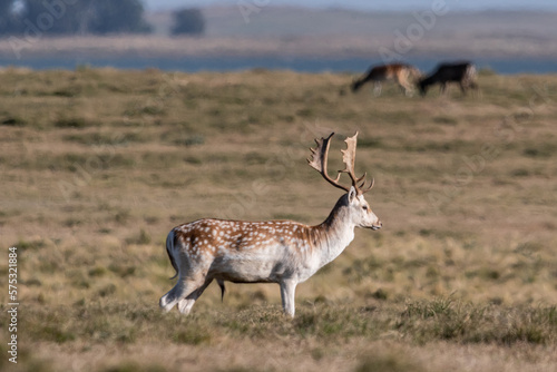 deer © kopelson