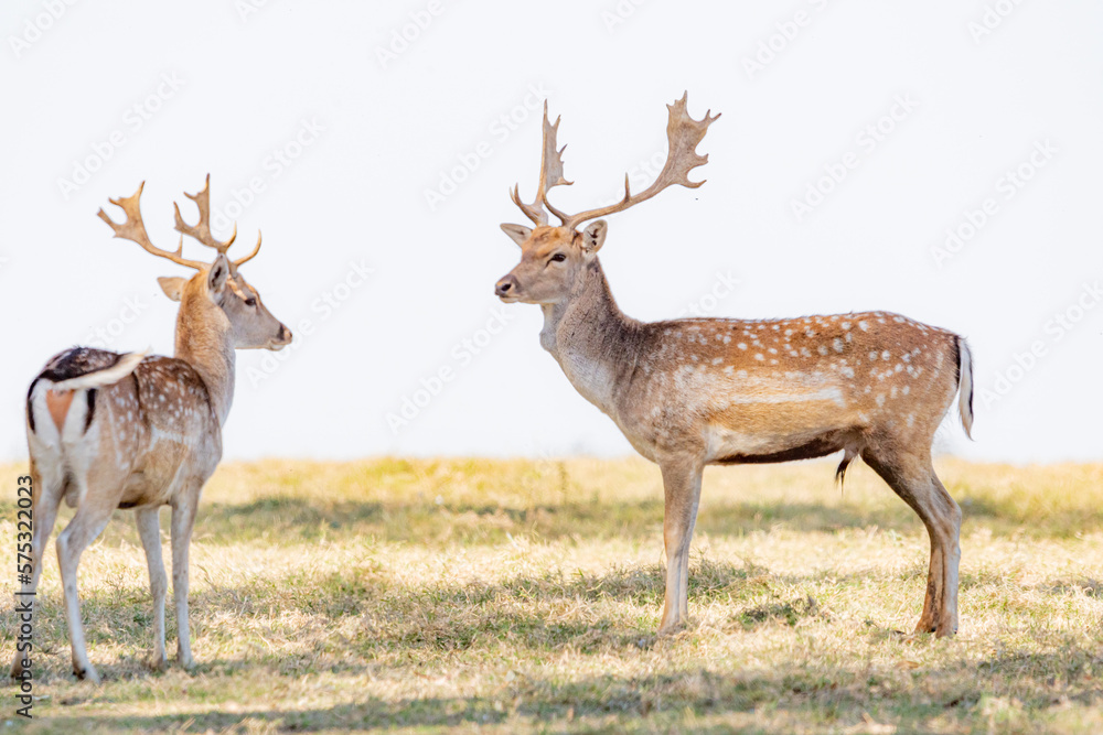 Obraz premium deer