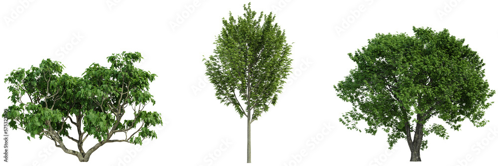 various tree isolated on white, photorealistic render various tree isolated on white, photorealistic render