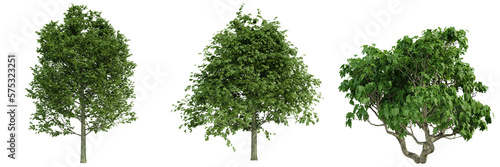 various tree isolated on white  photorealistic render