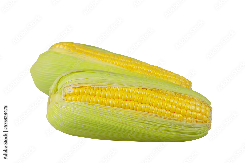 Fresh corn ears isolated on transparent background png file Fresh corn ears isolated on transparent background png file