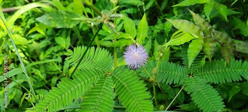 mimosa pudica or Sensitive Plant, Touch me not, Shame Plant, Live and die, Humble Plant orin indonesia is (putri malu) in the garden during the day