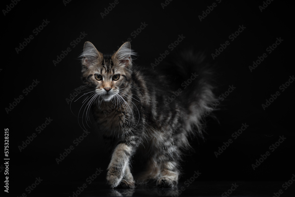 kitten of the Maine Coon breed on a black background with a mirrored floor
