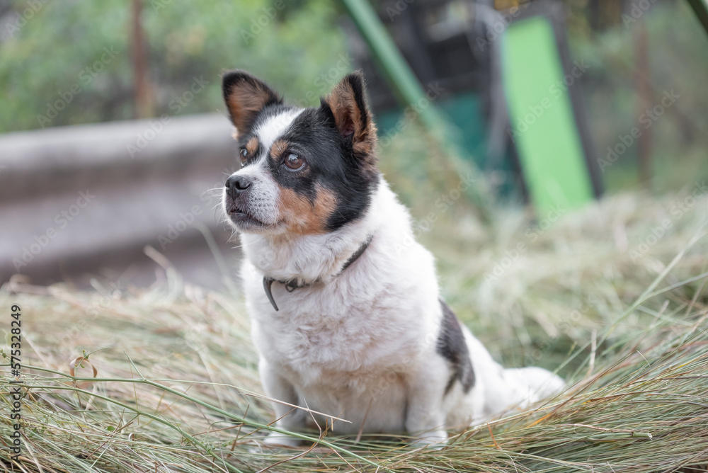 worried mongrel dog is sitting on the hay worried mongrel dog is sitting on the hay