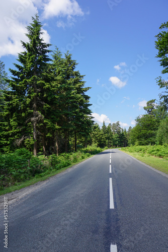 road trip drive through forest. view along empty road on summers day. adventure route 