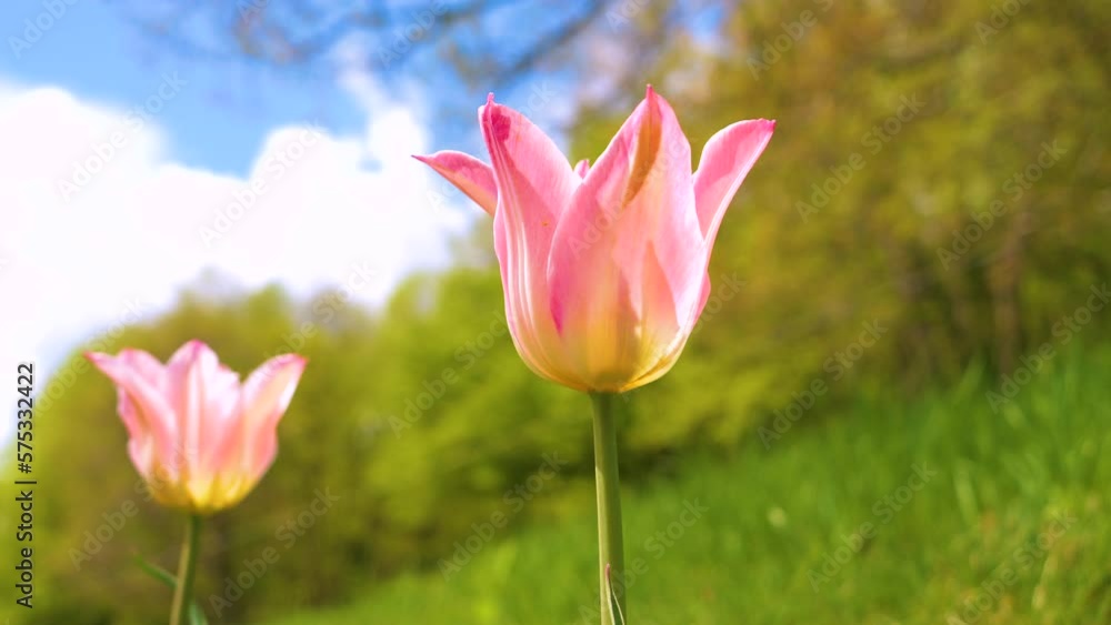 LOW ANGLE VIEW, DOF: Magnificent tulips with pink petals flowering in spring. Blooming herald of springtime swaying in gentle wind on a warm sunny day. Iconic spring flower enlivens home backyard. LOW ANGLE VIEW, DOF: Magnificent tulips with pink petals flowering in spring. Blooming herald of springtime swaying in gentle wind on a warm sunny day. Iconic spring flower enlivens home backyard.