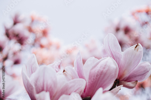 Magnolienblüte 