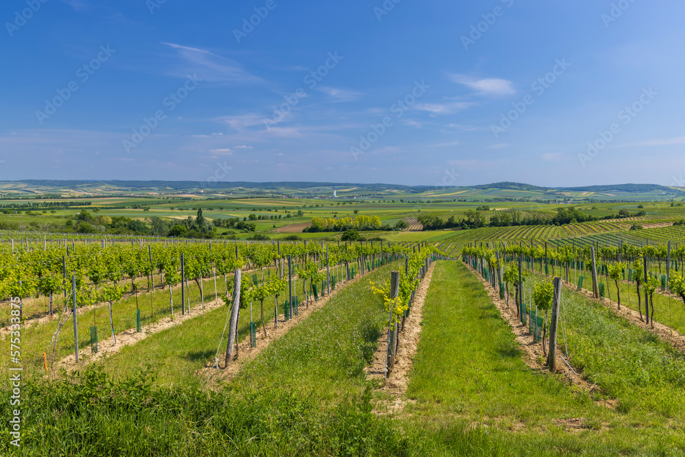 Vineyards near Mailberg, Lower Austria, Austria