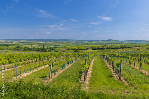 Vineyards near Mailberg, Lower Austria, Austria
