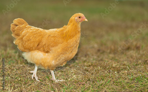 Female orange chicken on the grass