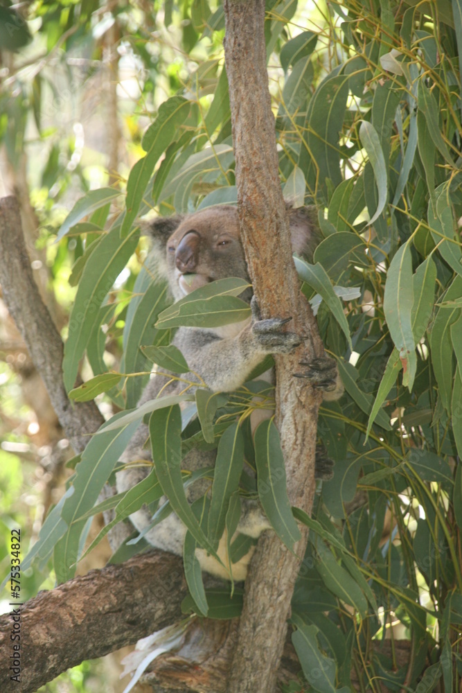 Koala in Australien