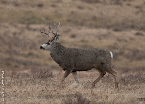 Mule deer male in the rut