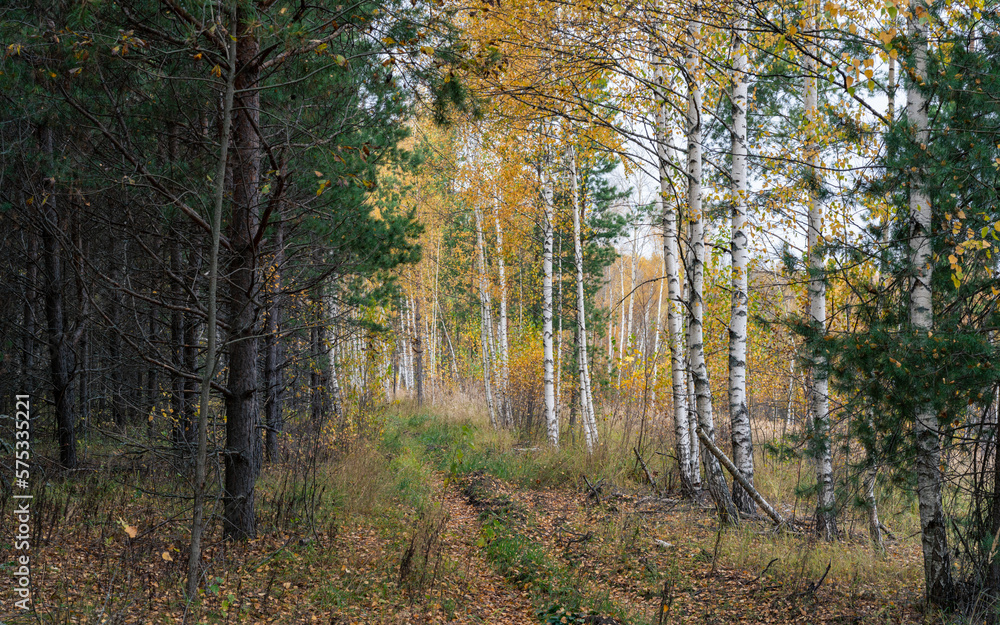 Fototapeta premium The beauty of autumn forests of pine and birch.