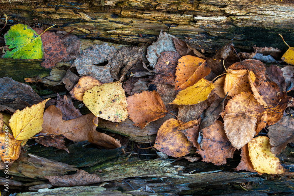 Autumn leaves on the trunk of a tree. Autumn leaves on the trunk of a tree.