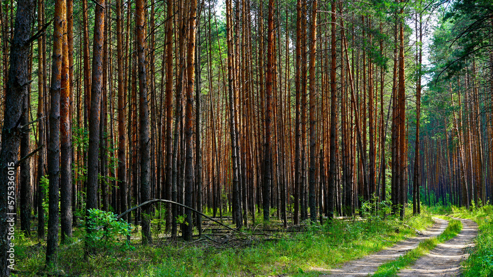 Fototapeta premium A country road in a pine forest in autumn.