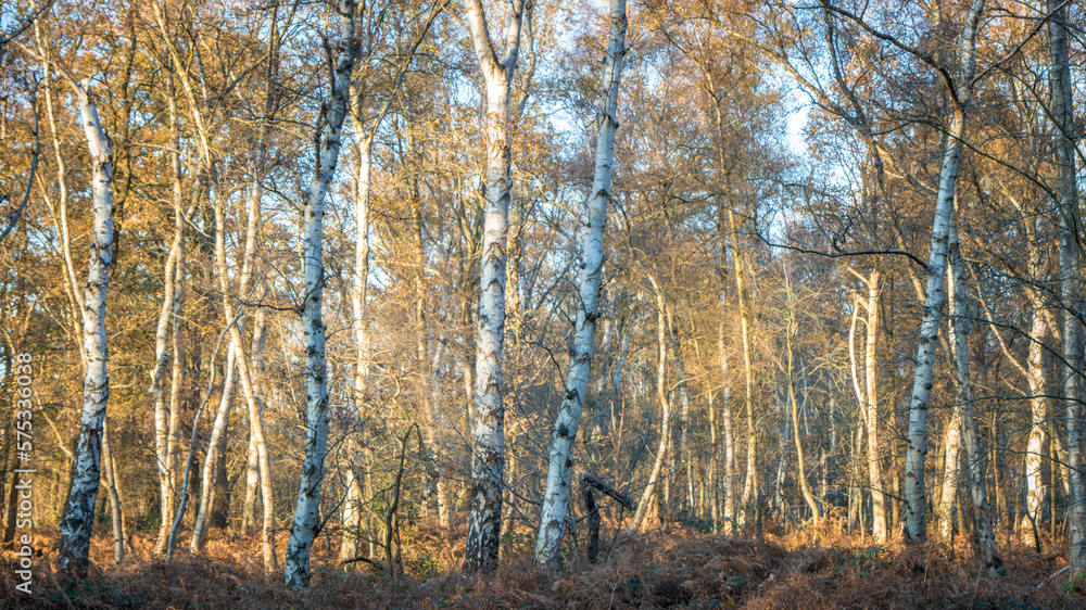 Fototapeta premium Birch trees in forest