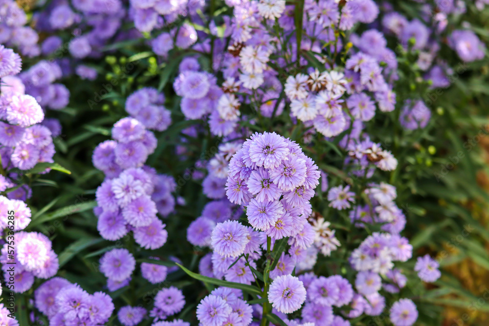 Margaret flower field in garden select and soft focus. Close-up beautiful and fresh Margaret flowers in natural light.