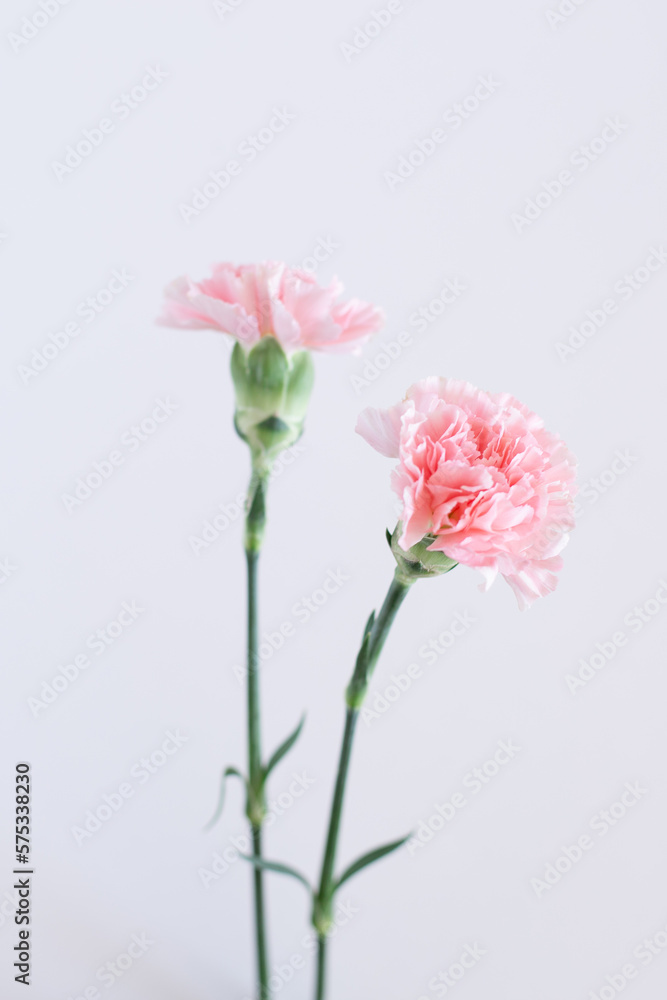 Two beautiful carnation flowers isolated on gray background. Photo of flowers up close with a blurred background. Romantic greeting card. Screensaver on the phone.