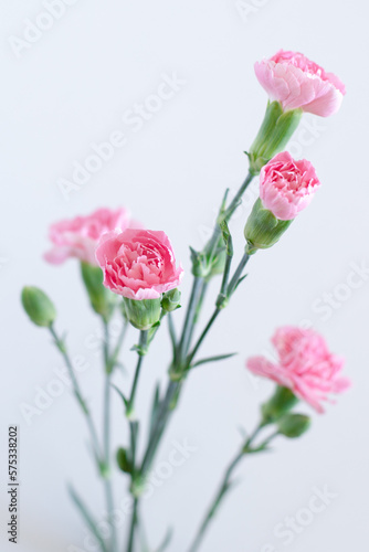 A close photo of flowers on a white background. Pink carnations on a neutral background isolated. Gentle romantic pastel picture.