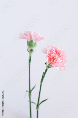 Two beautiful carnation flowers isolated on gray background. Photo of flowers up close with a blurred background. Romantic greeting card. Screensaver on the phone. © Anna