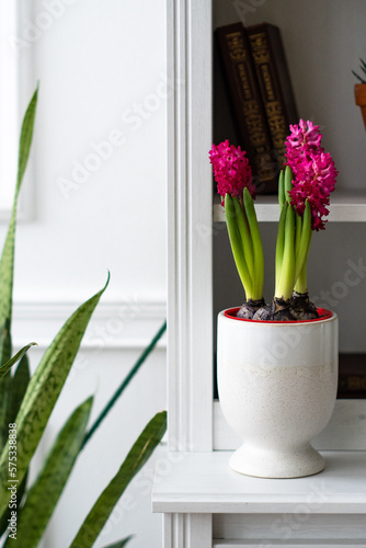 hyacinths in a pot