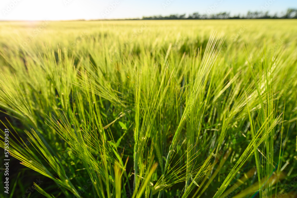 Green spikelets of wheat scatter with a blurred background Green spikelets of wheat scatter with a blurred background