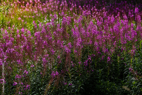 Purple flowers of Chamaenerion angustifolium, Rosebay Willowherb, Epilobium angustifolium, French willow, Ivan-tea in natural background, healthy tea, traditional medicine