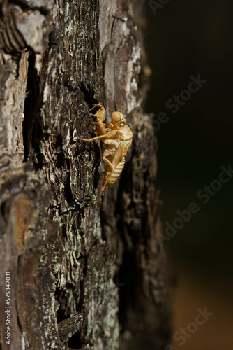 赤松の木肌に残る昆虫の抜け殻