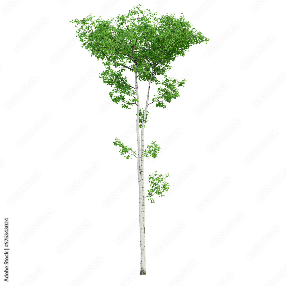 Fototapeta premium tree isolated on white background, 3d render